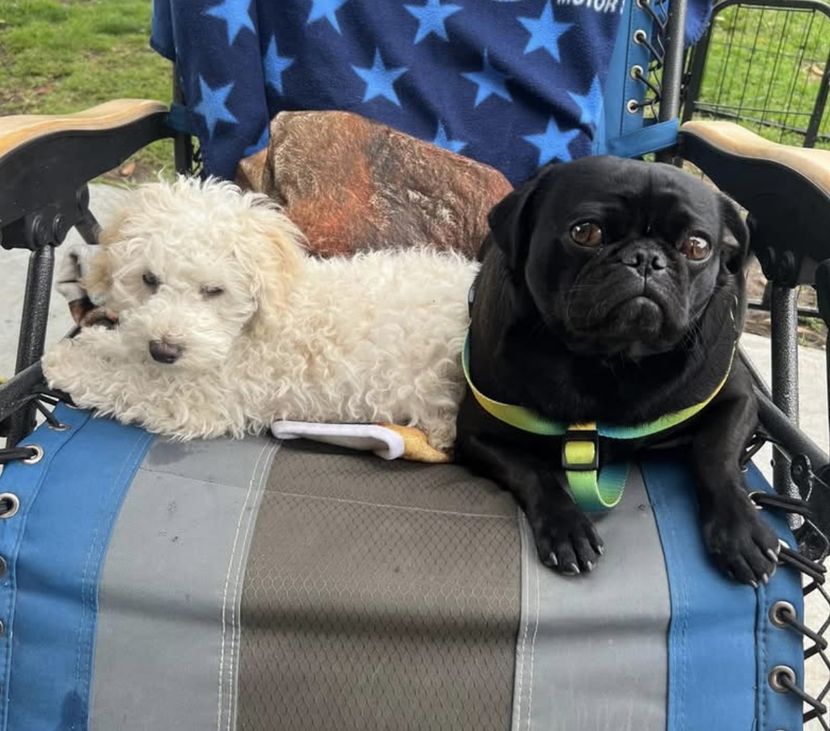 Pug & Rey