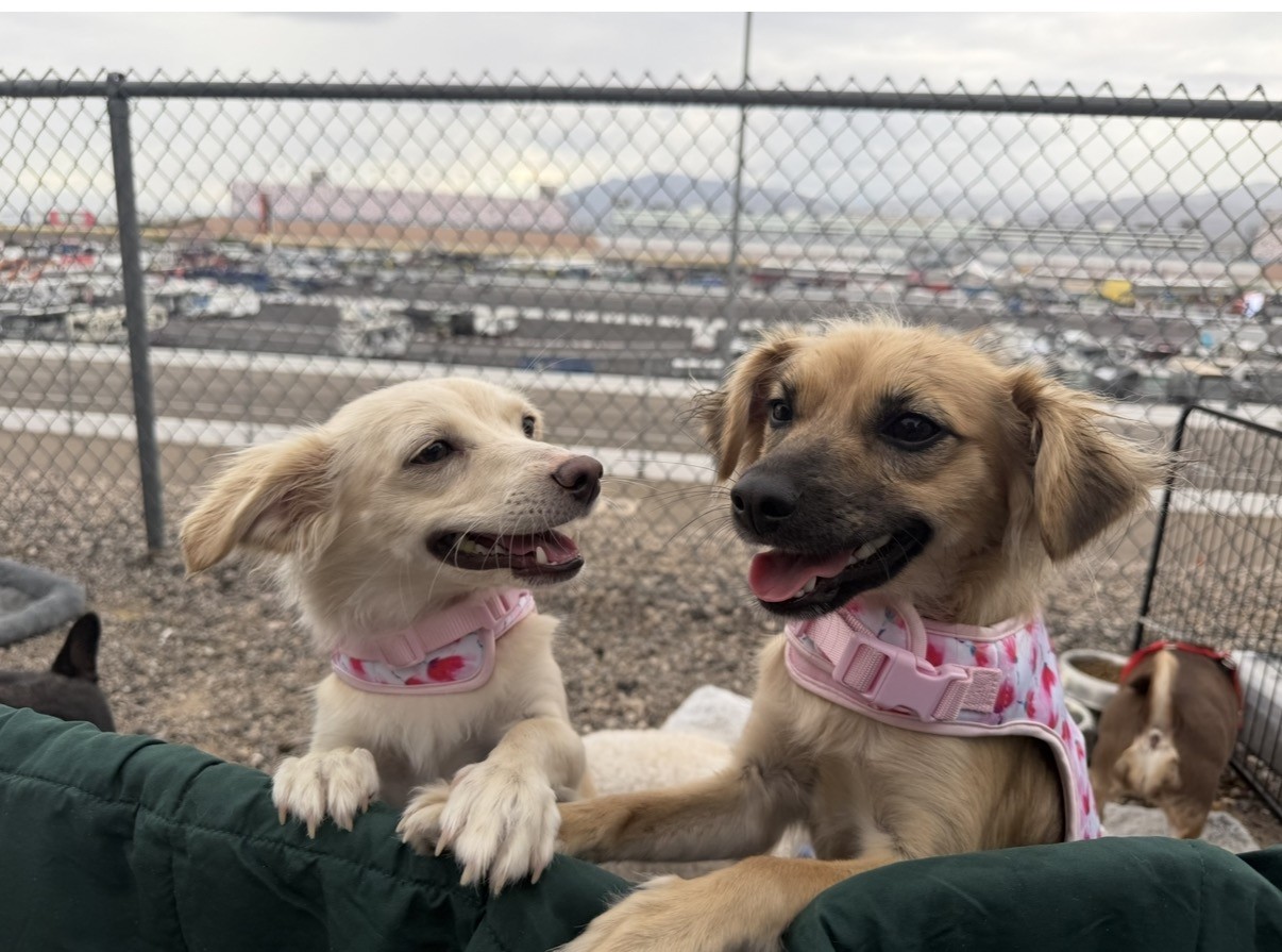 Bebe & Chewy