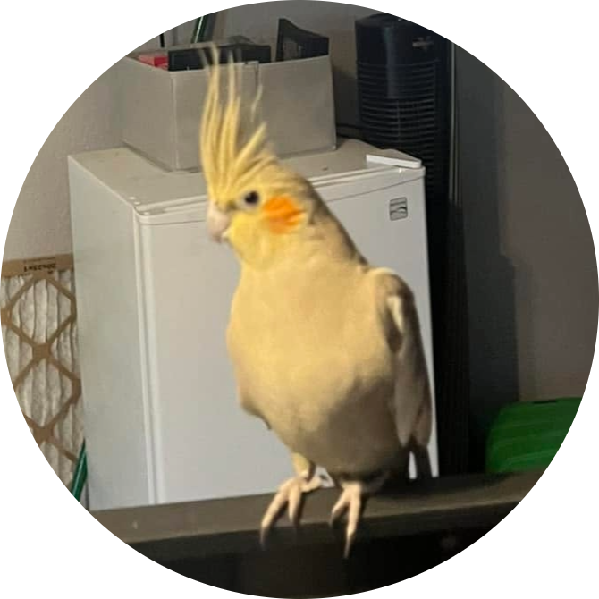 Tyka