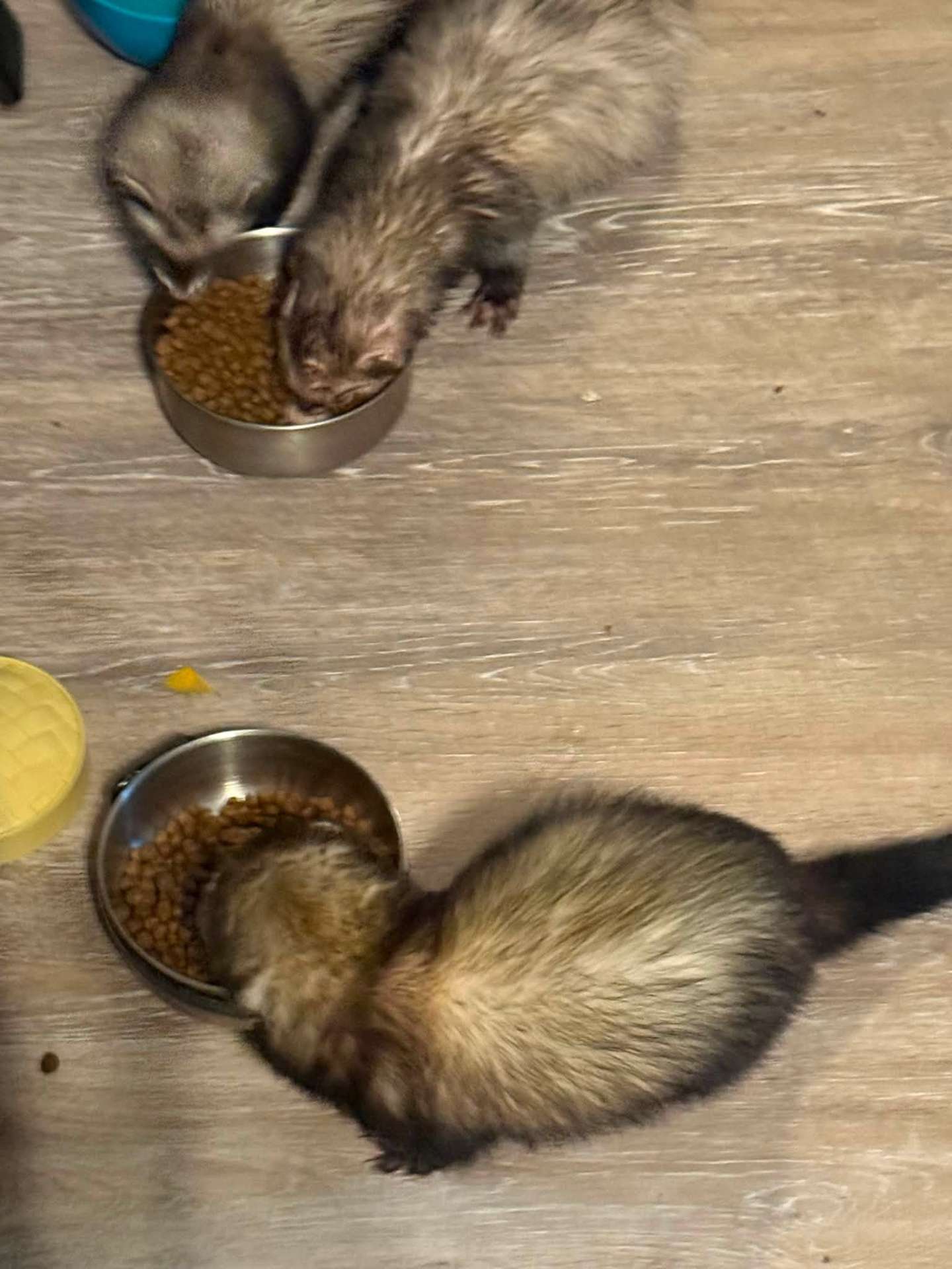 Yoda, Denks & Kiri