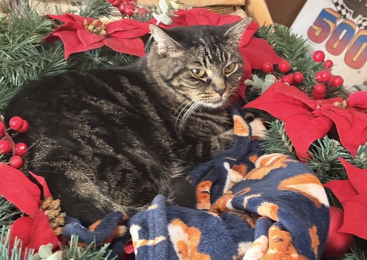 Tabby