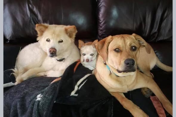 Sosh, Zula & Euki