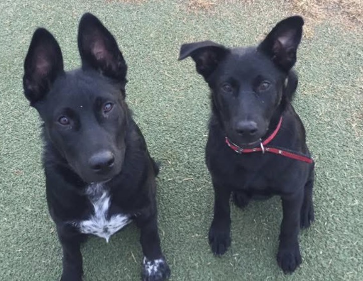Tito & Tango