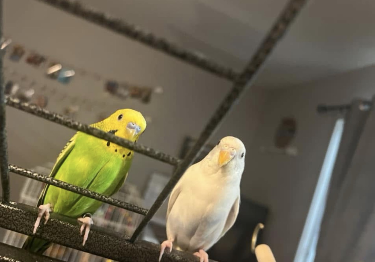 Dinosaur and Snowball