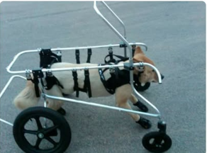 Nuba using a wheeled support cart