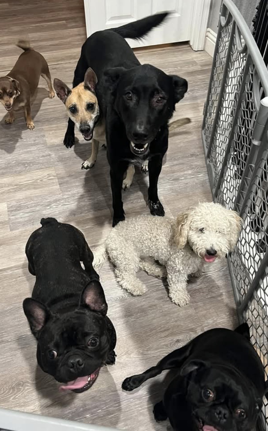 The pack